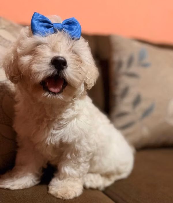 Bella hembra maltes poodle toy con su tarjeta