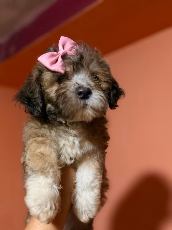 Bella hembra maltipoo tricolor con su tarjeta