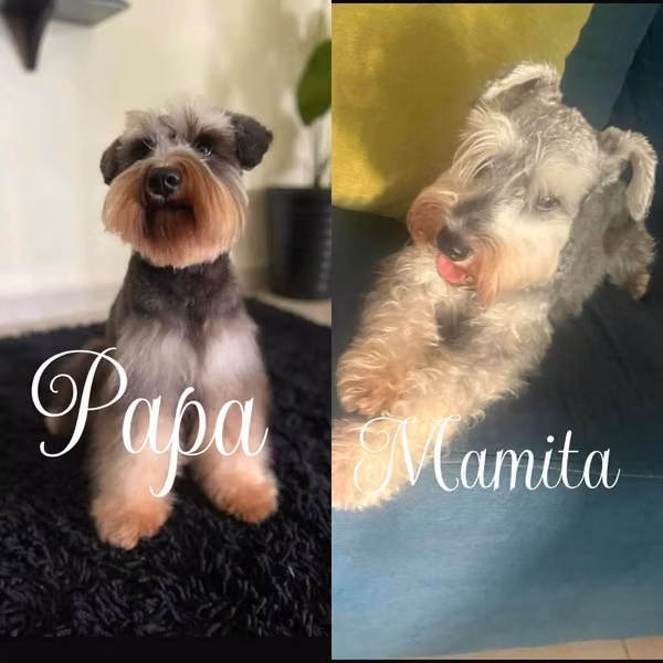 Schnauzer mini 100% puros