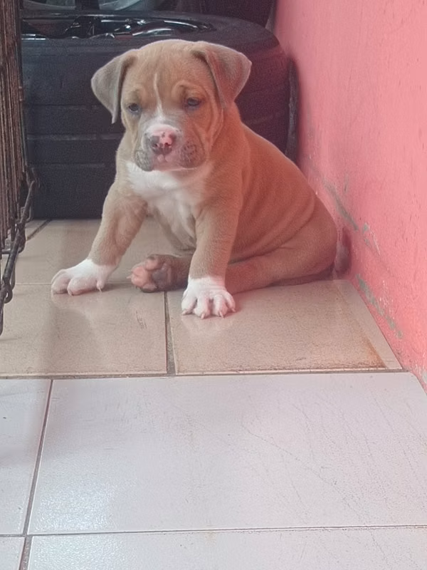 Venta Cachorros Américan Bully