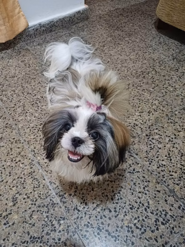 Shih tzu looking for my boyfriend.