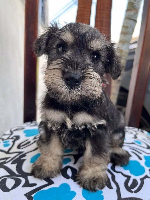 Vendo Schnauzer miniatura