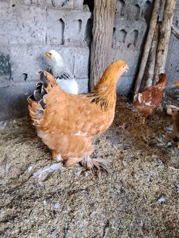 Sale of brahman chickens