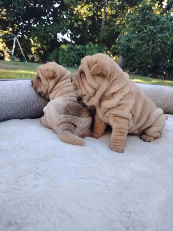 SHAR PEI DISPONIBLES
