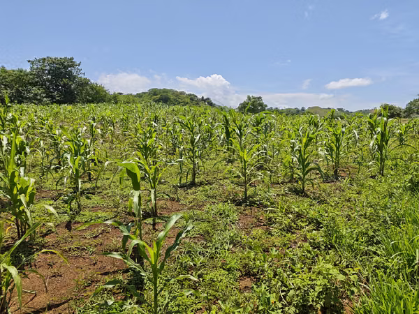 Land un Sona Veraguas