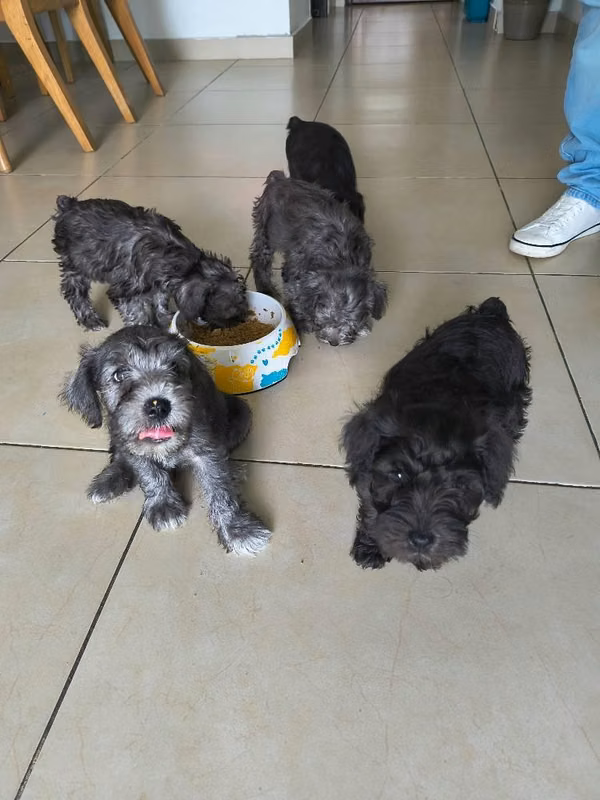 Cachorros de mini schnauzer