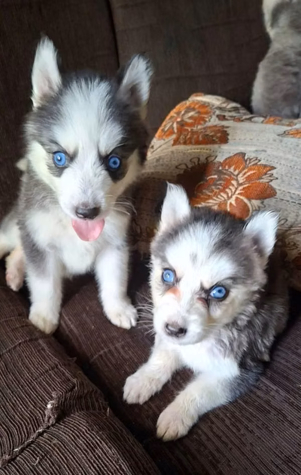 Se venden  cachorros