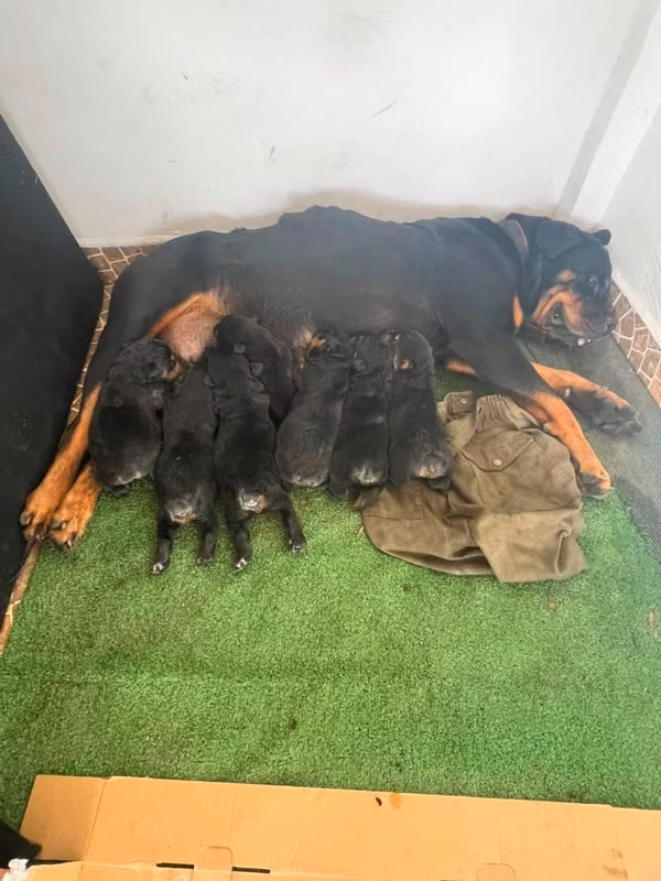 Cachorros Rottweiler disponible