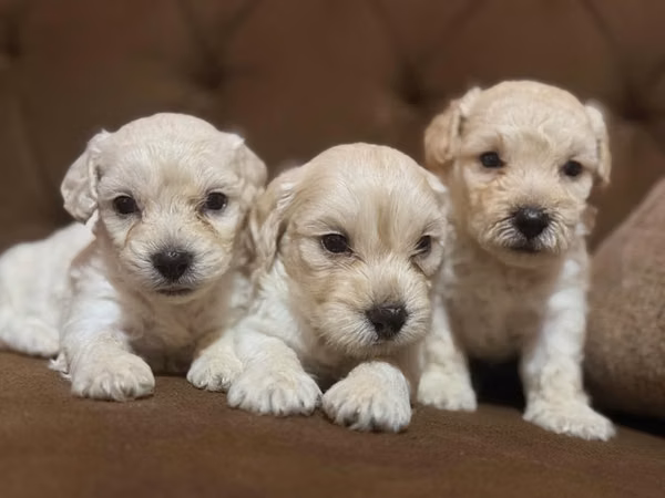Negociable bellos machos maltes poodle