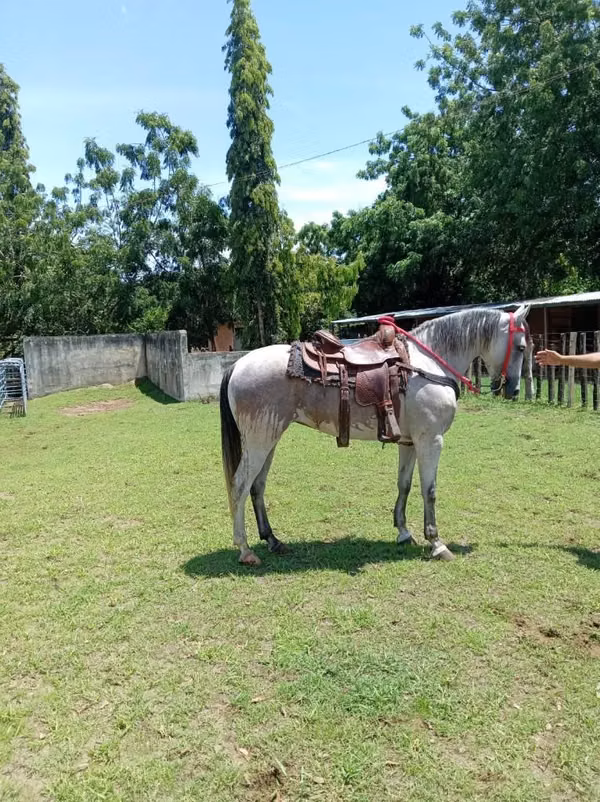 Se vende yegua