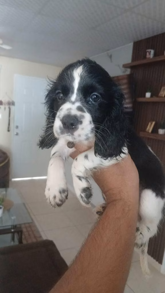 Cocker spaniel