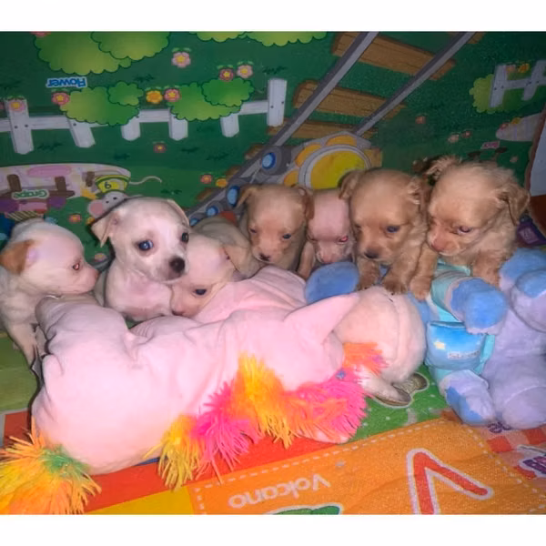 Hermosos Perritos Chihuahuas