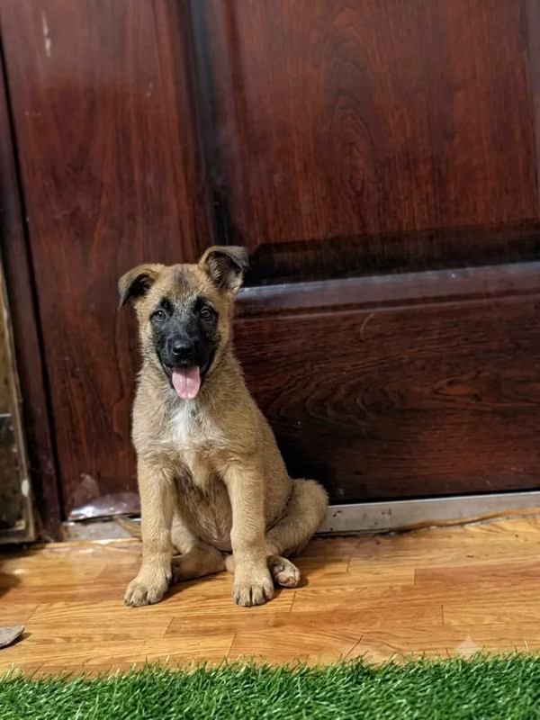 Cachorra Pastor Belga Malinois Carbonada 500