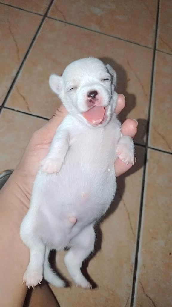 Se vende