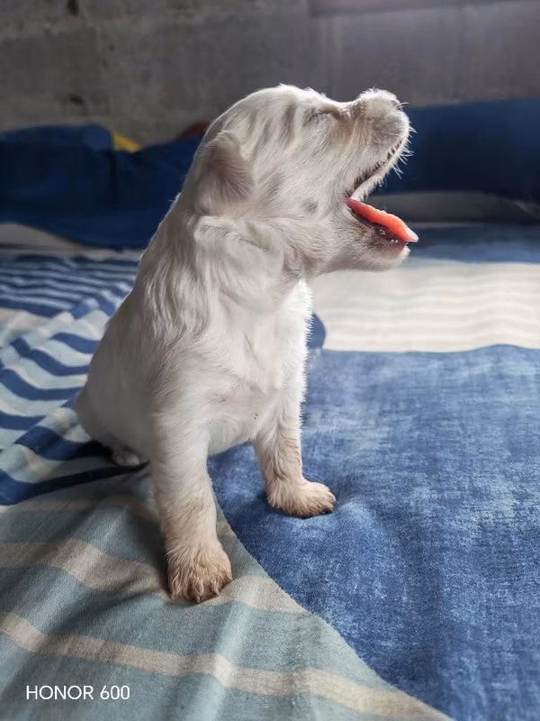 Schnauzer