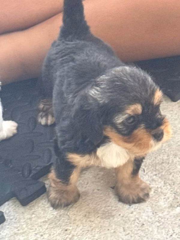 Cachorros poodle