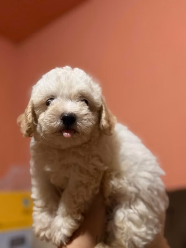 Hermoso machito maltipoo con su tarjeta
