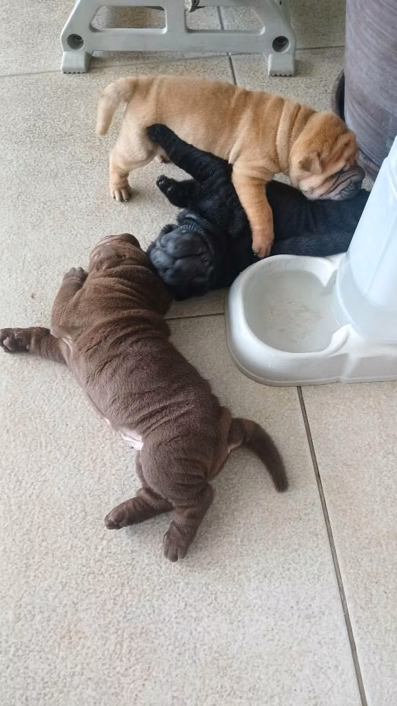 100% Sharpei "Vive la Experoencia Sharpei"