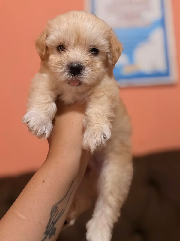 Negociable machos maltes poodle con su tarjeta