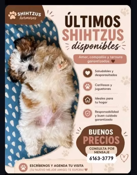 Perro Shih Tzu. venta