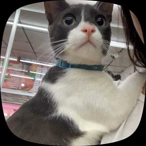 Lindo gatito Michael