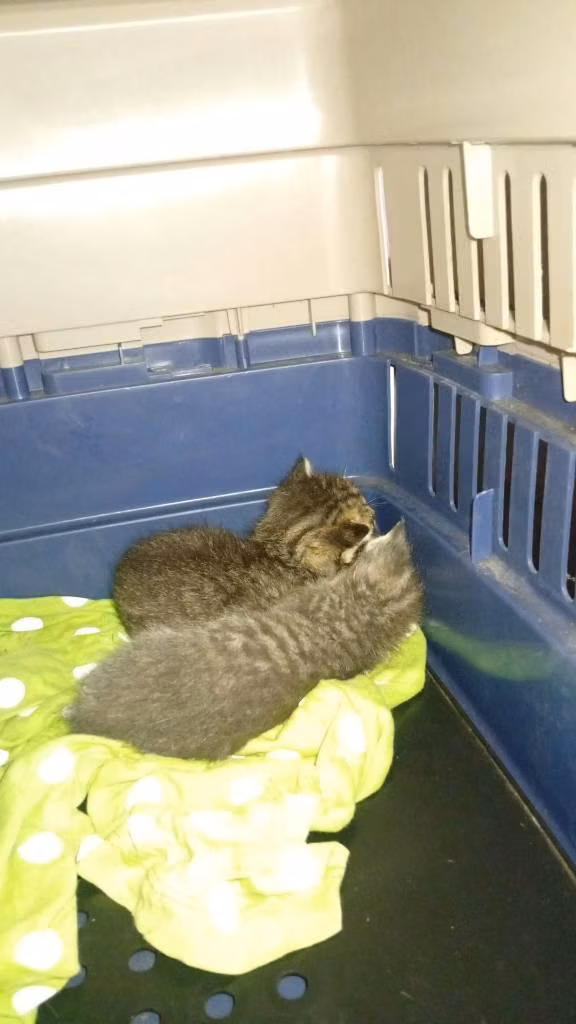 Dos gatitos machos