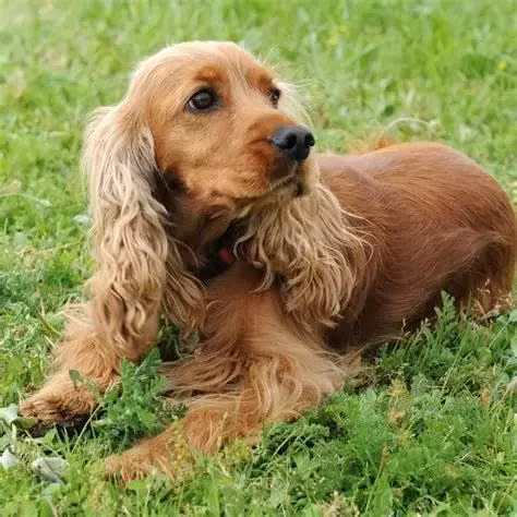 Se compra kockers spaniels