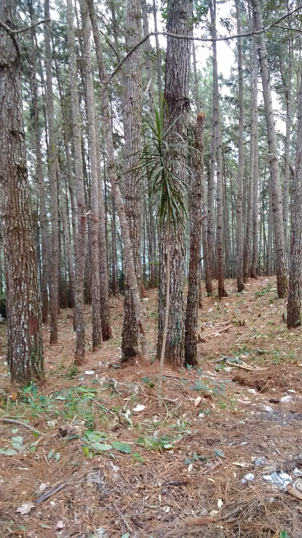 SE VENDE TERRENO ALTOS DEL MARIA 2920 M2