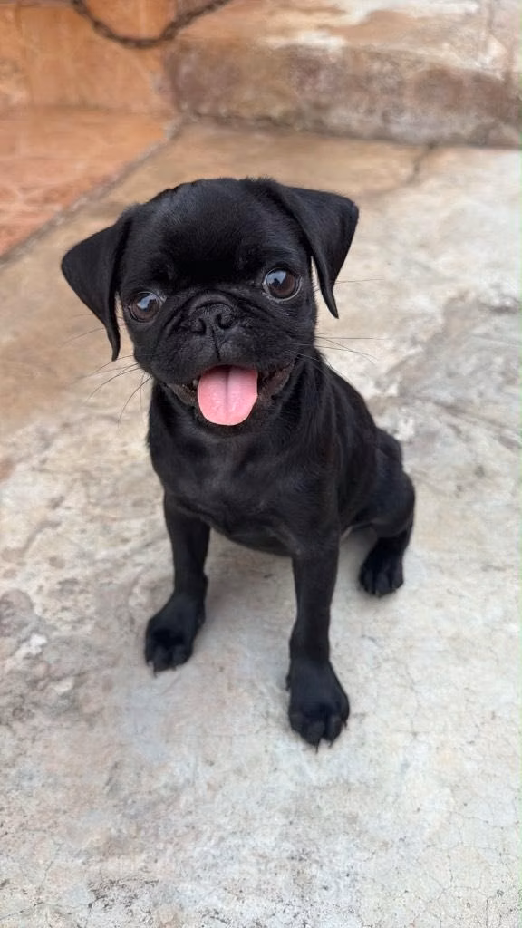 Pug en venta