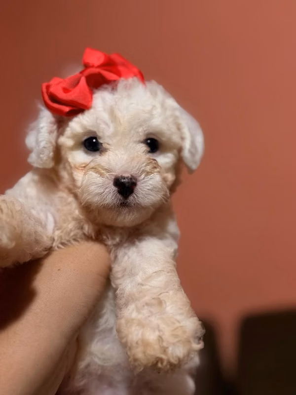 Bellas hembras french poodle toy con su tarjeta