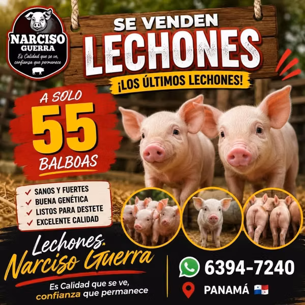 Venta de lechones