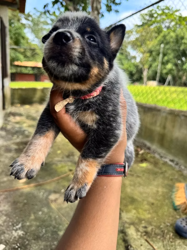 Cachorro Blue Heeler