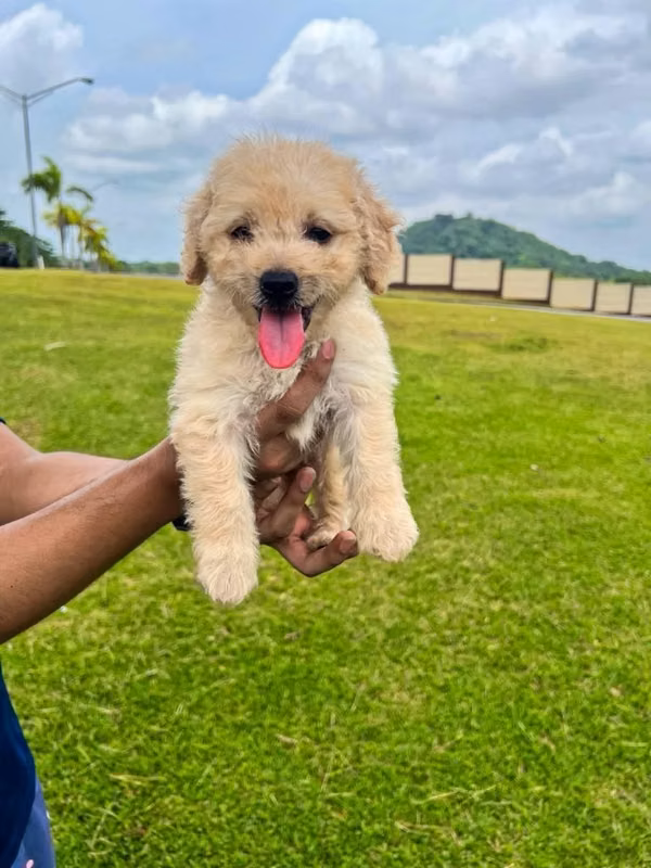 French Poodle
