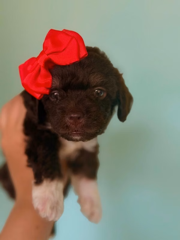 Bella hembrita french poodle brown mini con su tarjeta