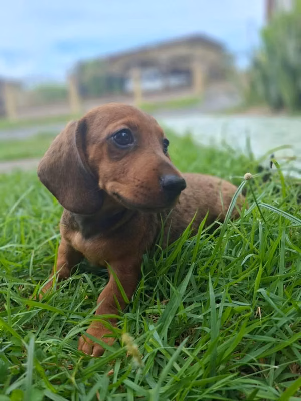 Cachorros salchicha mini  Dachshund  hembras y machos
