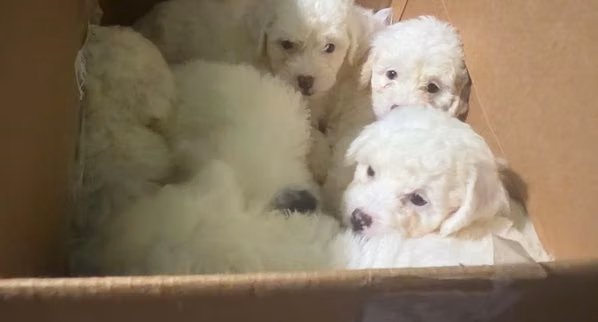 Bellos machos french poodle toy con su tarjeta