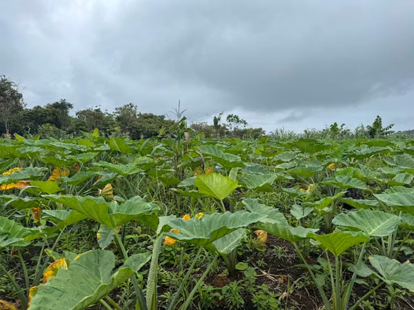 Se Venden 100 Hectáreas en Isla Gobernadora, Veraguas, Panamá – Excelente Oportunidad de Inversión