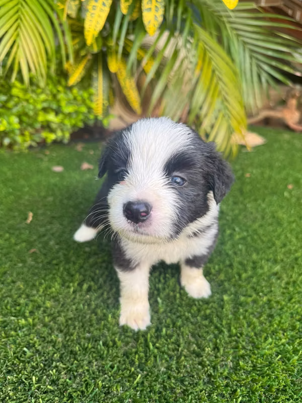  Border Collie Puppies for Sale 