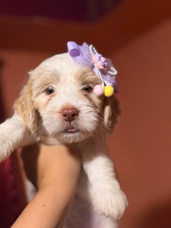 Bella hembra maltipoo de ojos claros con su tarjeta