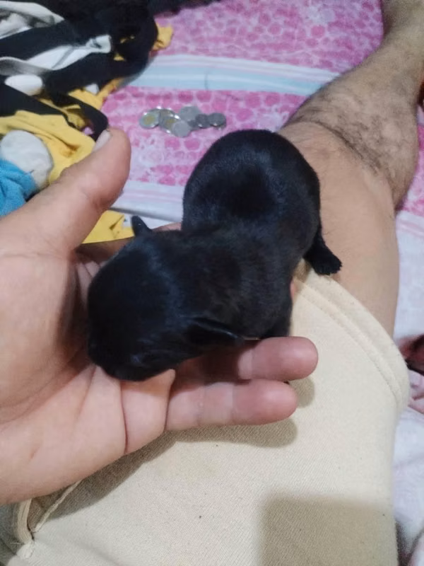 hermosos cachorros wasap 