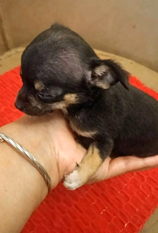Chihuahua Mini Toy disponible