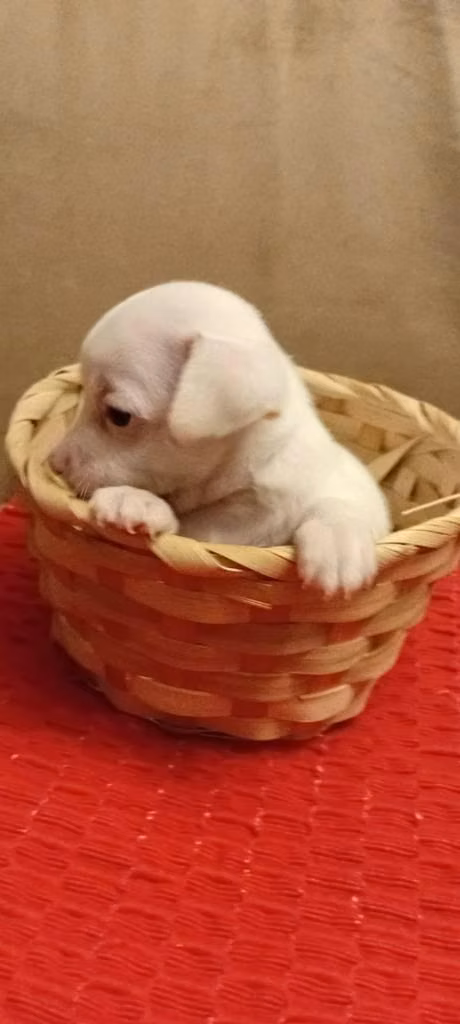 Se venden perritos Chihuahuas