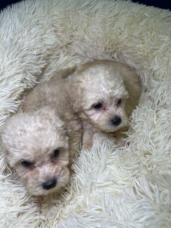 French poodle mini toy. ( importados)