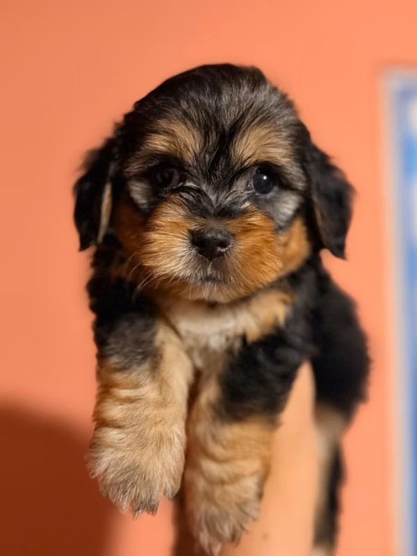 Hermoso machito morkie con su tarjeta