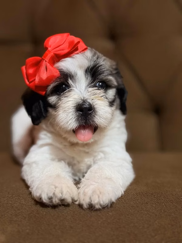 Hermosa hembra Shih-Poo con su tarjeta