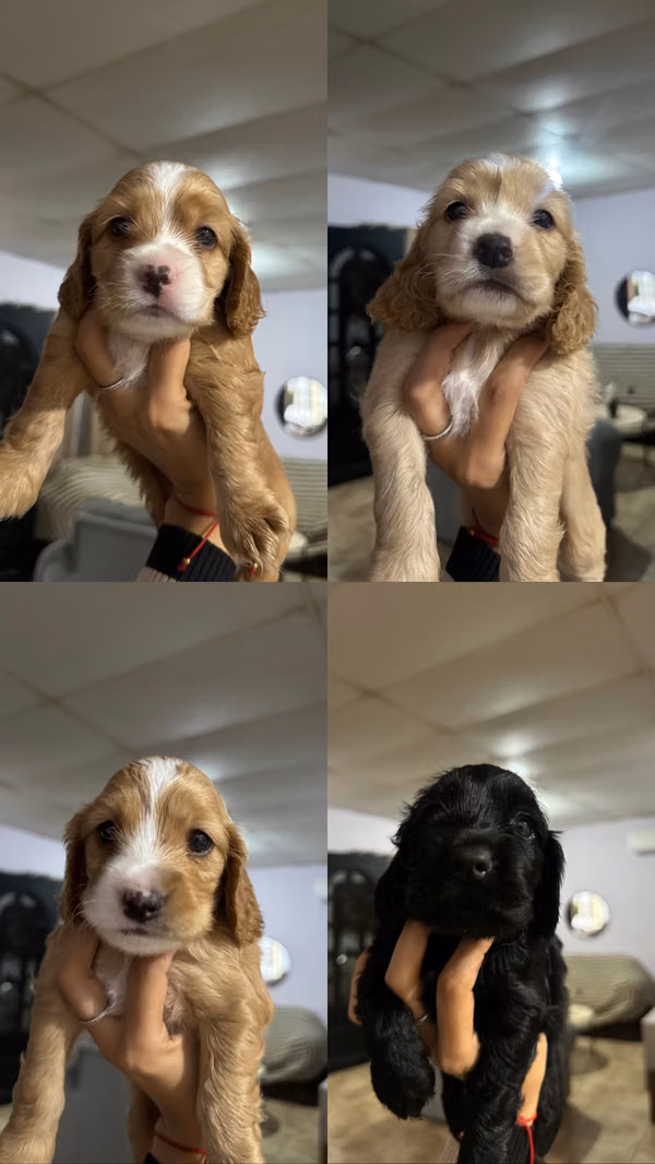COCKER  SPANIEL
