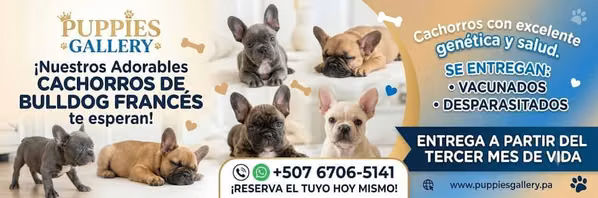 Exóticos bulldog francés linaje Premium