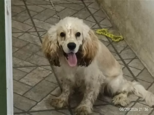 Vendo perrito