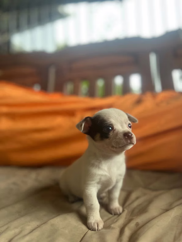 Tierno chihuahua