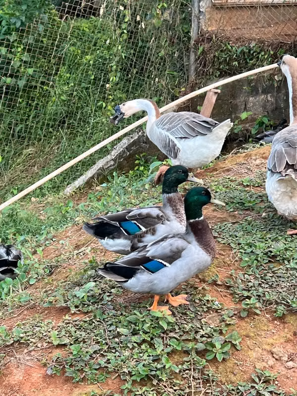 Patos mallard